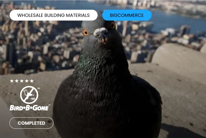 bird-b-cs-img